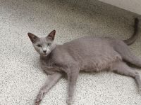 Reinrassige Russisch Blau ist trächtig erwartet ca Mitte August Kitten Hobbyzucht