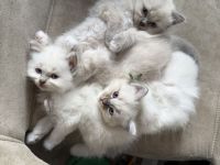 Wunderschöne Heilige Birma Kitten Kätzchen