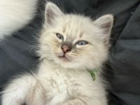 Zuckersüße Heilige Birma Kitten Kätzchen