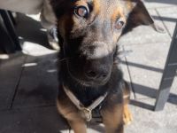 Deutsch/ Belgischer Schäferhund mix