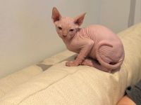Für ein weibliches Sphynx-Kätzchen wird ein liebevolles Zuhause gesucht.