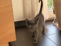 Niedlicher Kater * 20.04.2026 sucht ein neues Zuhause