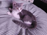Britisch Kurzhaar Kitten