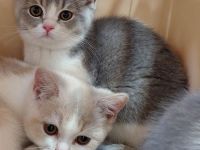 Britisch Kurzhaar Kitten