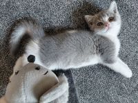 Britisch Kurzhaar Kitten