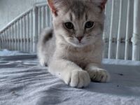 Britisch Kurzhaar Kitten