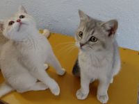 Britisch Kurzhaar Kitten