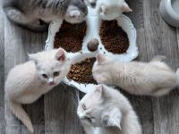 Britisch Kurzhaar Kitten