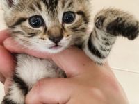 katzenbaby Kitten