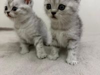 BKH Kitten | Kater & Kätzinnen Silver Shaded