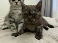 BKH Kitten | 2 Süße Kater abzugeben