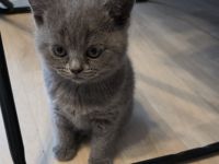 Britisch Kurzhaar (BKH) Kitten – Blue & Colorpoint – Leipzig