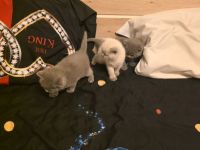 Britisch Kurzhaar (BKH) Kitten – Blue & Colorpoint – Leipzig