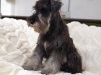 Zwergschnauzer FCI