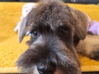 Zwergschnauzer FCI