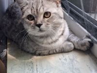 Wunderschönen Kater zu verkaufen