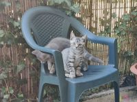 BKH/Ekh Mix Kitten