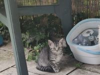 BKH/Ekh Mix Kitten