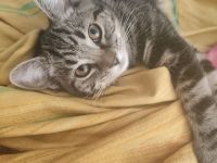 BKH/Ekh Mix Kitten