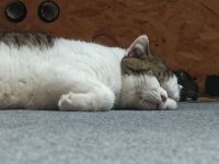 Ruhige Kater, Sushi.