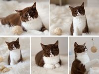 BKH Kitten Abgabebereit