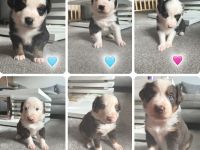 6 kleine Aussie Welpen - Australian Shepherd