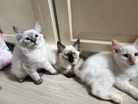 Wunderschöne Siam × Ragdoll × Heilige Birma Kitten - geimpft & sofort auszugsbereit
