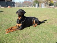 Snoopy Dobermann mix sucht dringend! Ein erfahrenes Zuhause