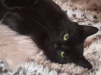 Junge Katze sucht liebevolles Zuhause