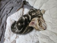 Bengal Kitten suchen neues Zuhause