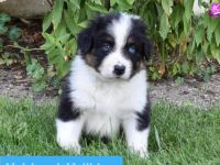 Australian Shepherd Welpen mit Papieren