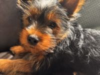 Yorki Terrier Mädchen