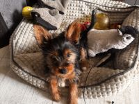 Yorki Terrier Mädchen