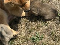 Eurasier Welpe