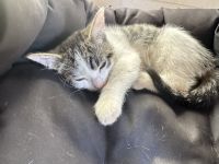 Katerchen abzugeben, 13 Wochen jung