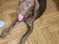 Cane Corso zu vermitteln