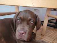 Fast 5 Monate alte Cane Corso Hündin schweren Herzens abzugeben