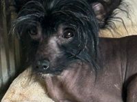 Süßer Chinese Crested Rüde sucht sein neues Traumschloss
