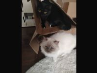 Heilige Birma reinrassig und EKH/Heilige Birma mix