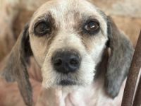 Petunia, geb. ca. 07/2017, lebt in GRIECHENLAND, auf einer privaten Pflegestelle