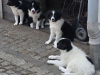 Border Collie Welpen