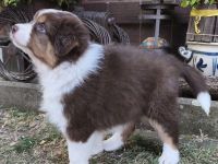 Australian Shepherd Welpe