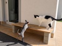 💙 Seltener Blue & Tan Prager-Rattler-Rüde "Teddy" sucht sein Für-immer-Zuhause 🐾