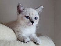Britisch Langhaar-Kitten