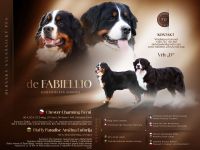 Berner Sennenhund mit FCI-Stammbaum