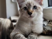 Nur noch ein Bengal / Heilige Birma Kater zu haben