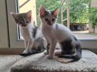 2 Katzenbabys Katerchen
