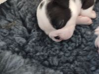 Zauberhafte Boston Terrier Welpen zu verkaufen