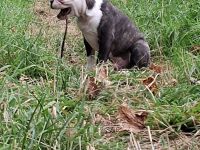 Zauberhafter Boston Terrier Rüde Welpe zu verkaufen
