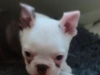 Zauberhafter Boston Terrier Rüde Welpe zu verkaufen